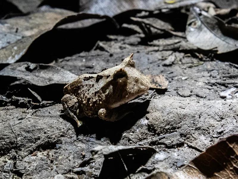 A horned frog camouflaged among dry leaves on the forest floor.