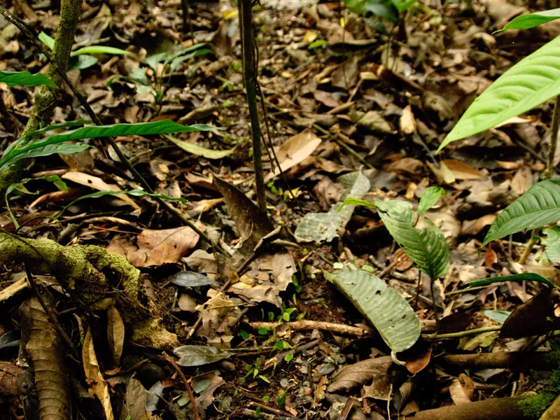 Fallen leaves and young plants beneath the trees of Manu National Park.