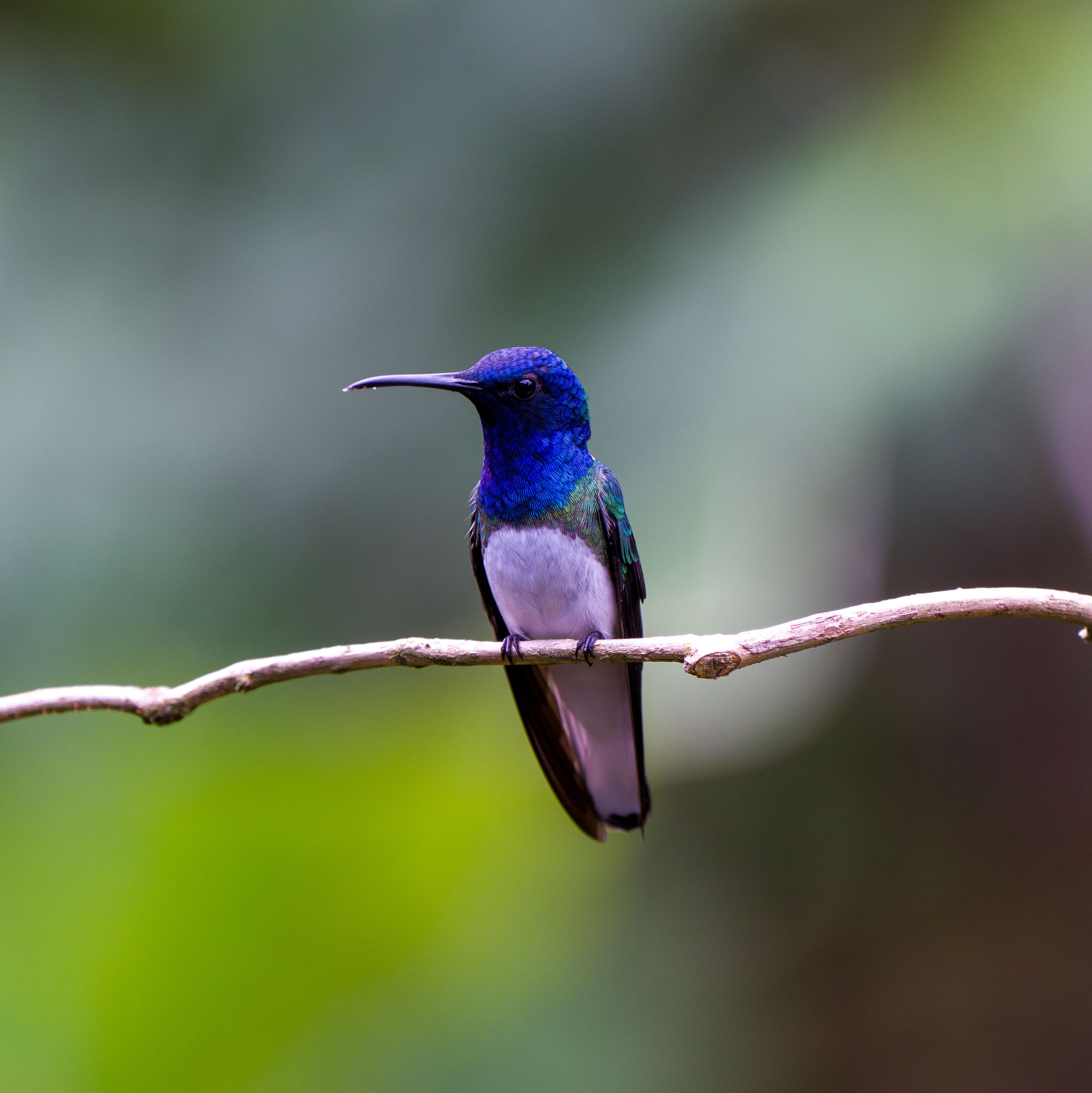 Birding & Photography — 1 / 3