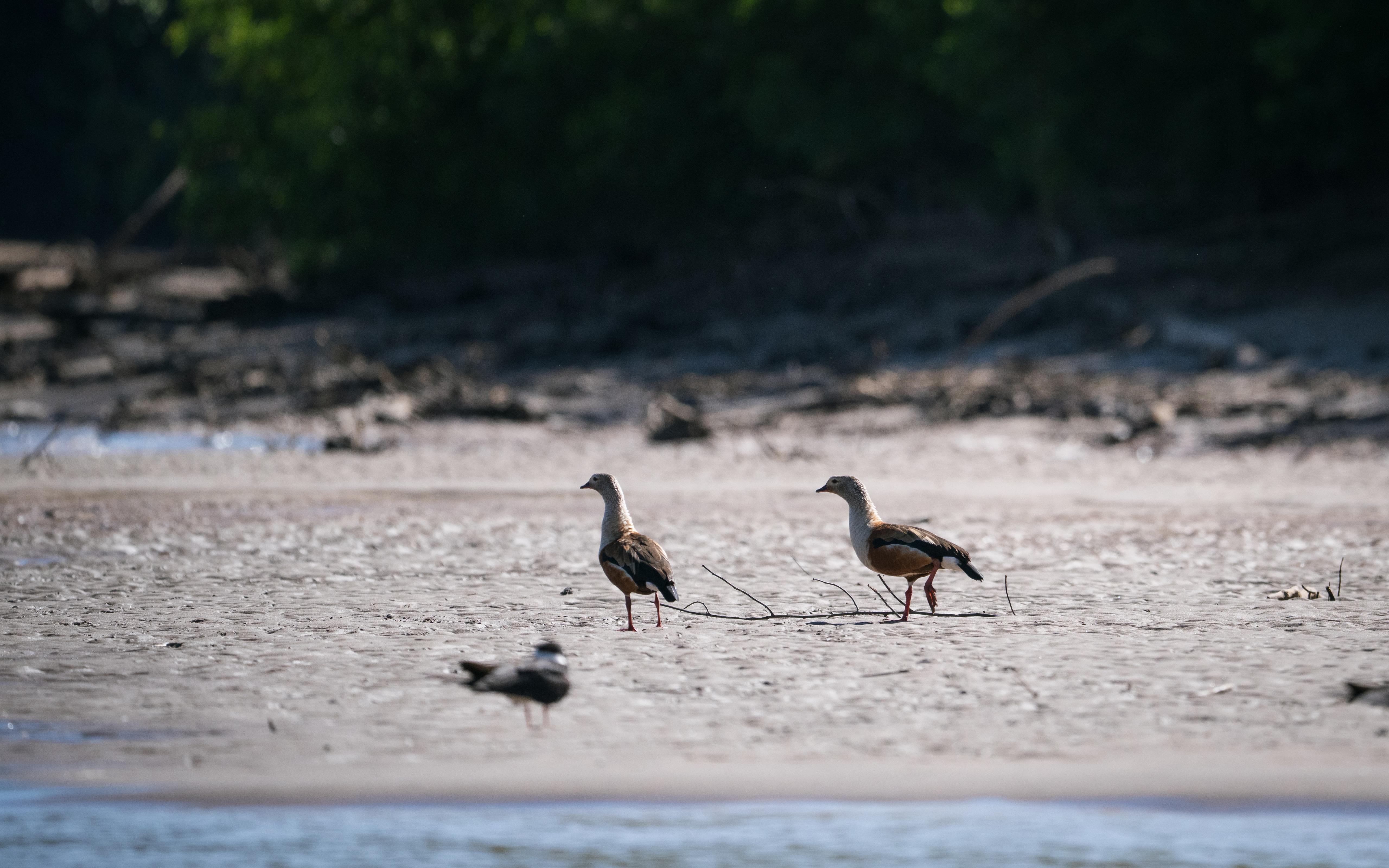 Five reasons to visit Manu National Park Peru