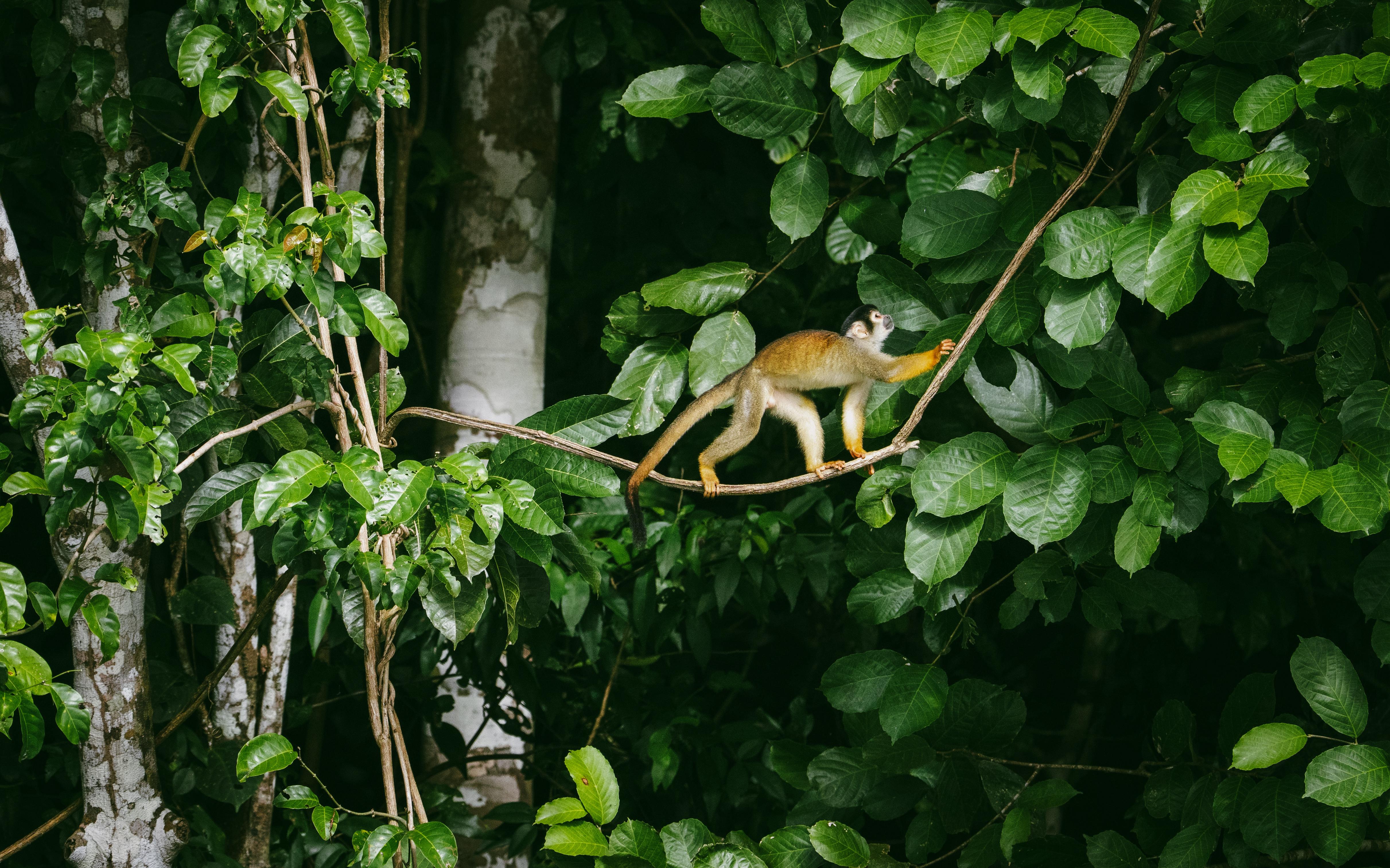 Fauna y flora de Manu