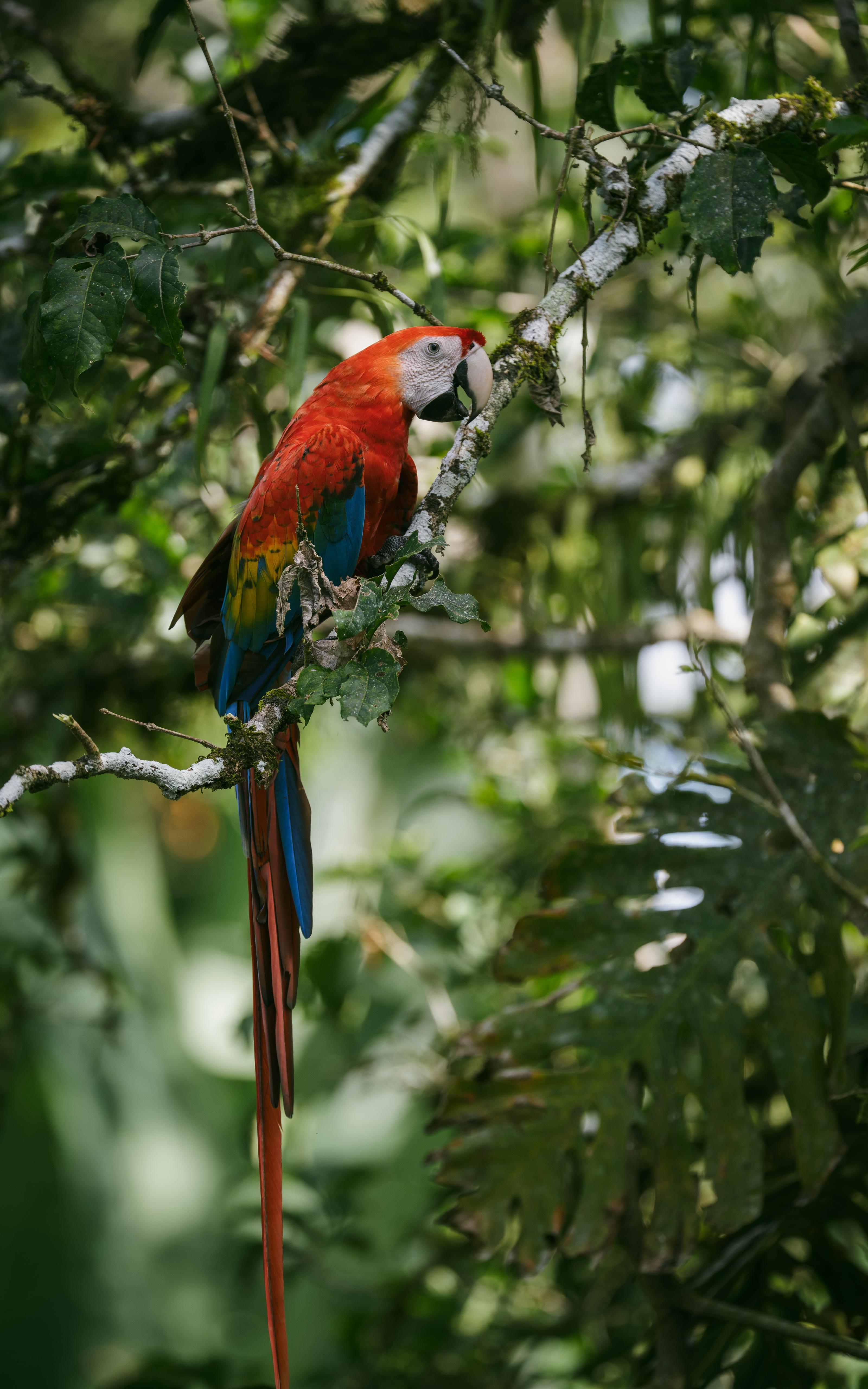 Manu National Park in 8 days expedition guide