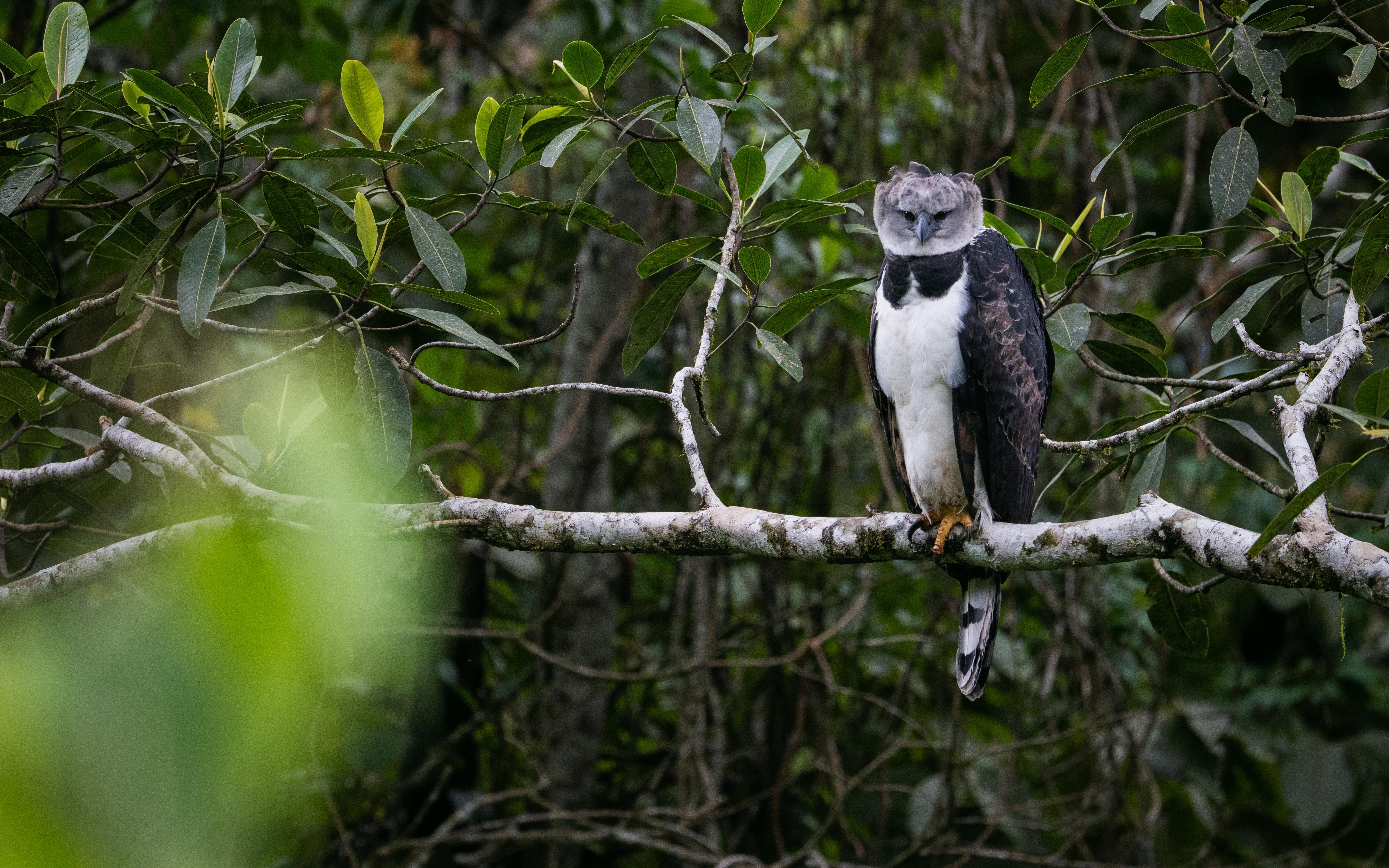 Andes and Amazon Birding Tour 10d/9n β 2 / 3