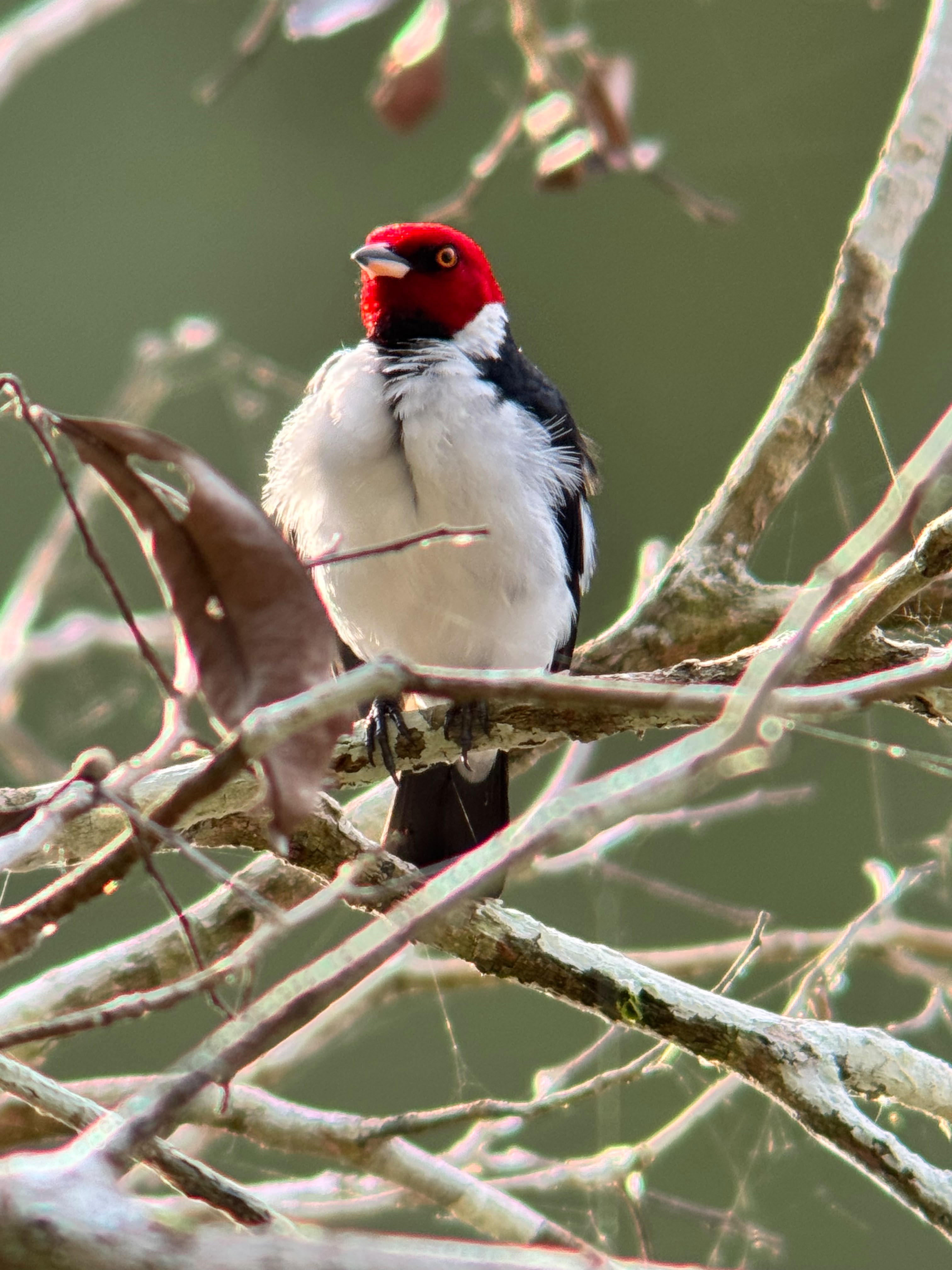Andes and Amazon Birding Tour 10d/9n β 1 / 3