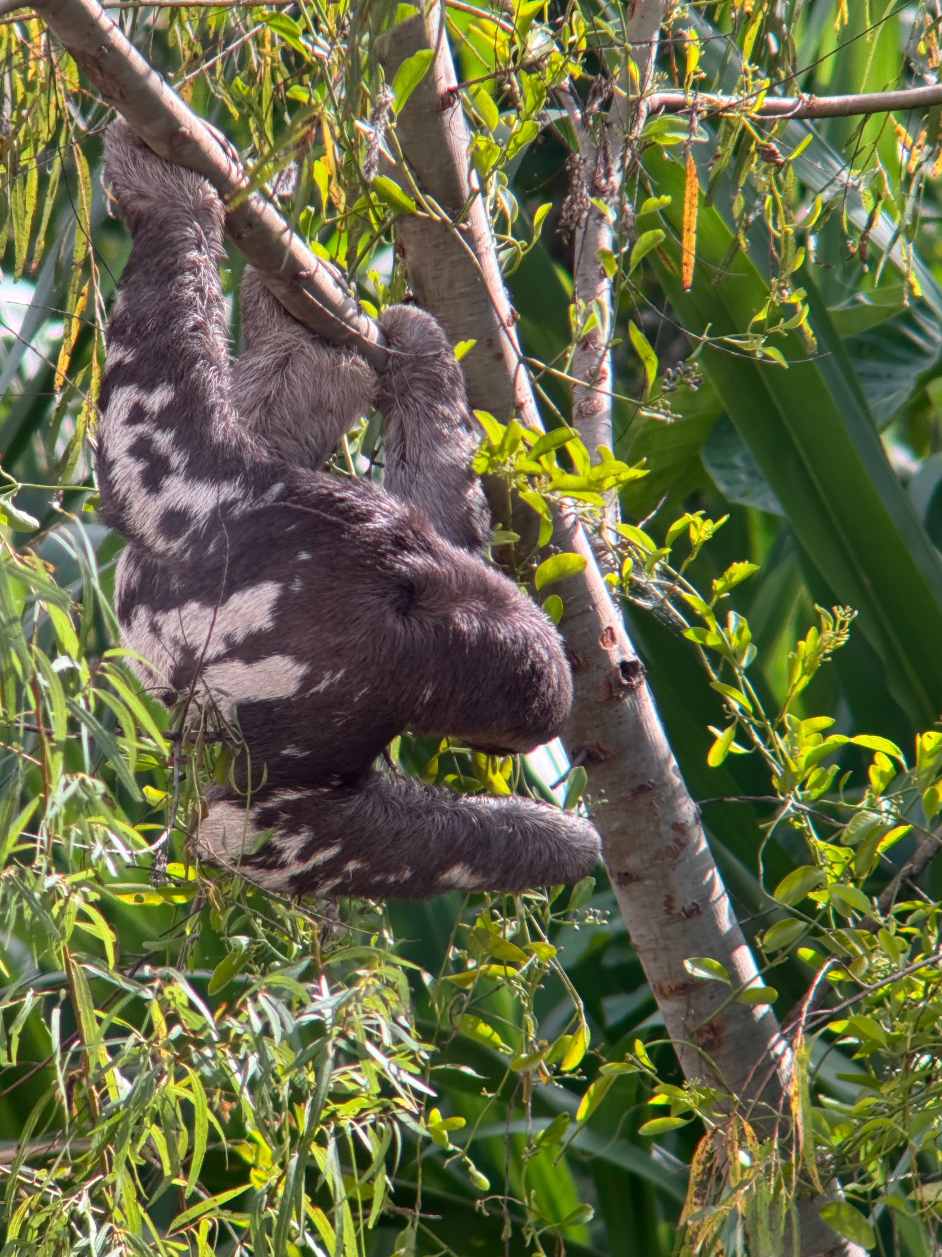 What to see in the Peruvian Amazon rainforest