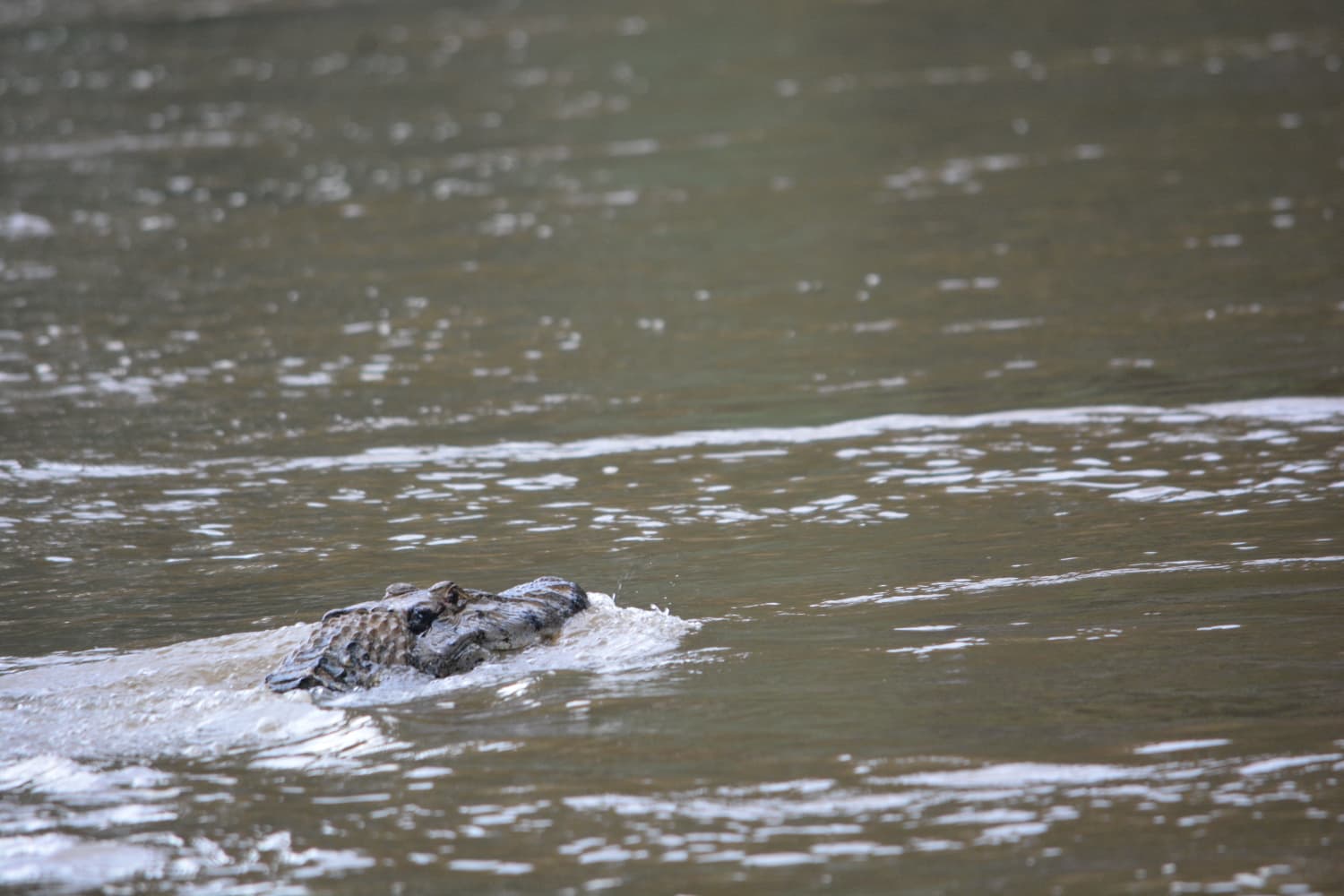 A boat on the Madre de Dios River