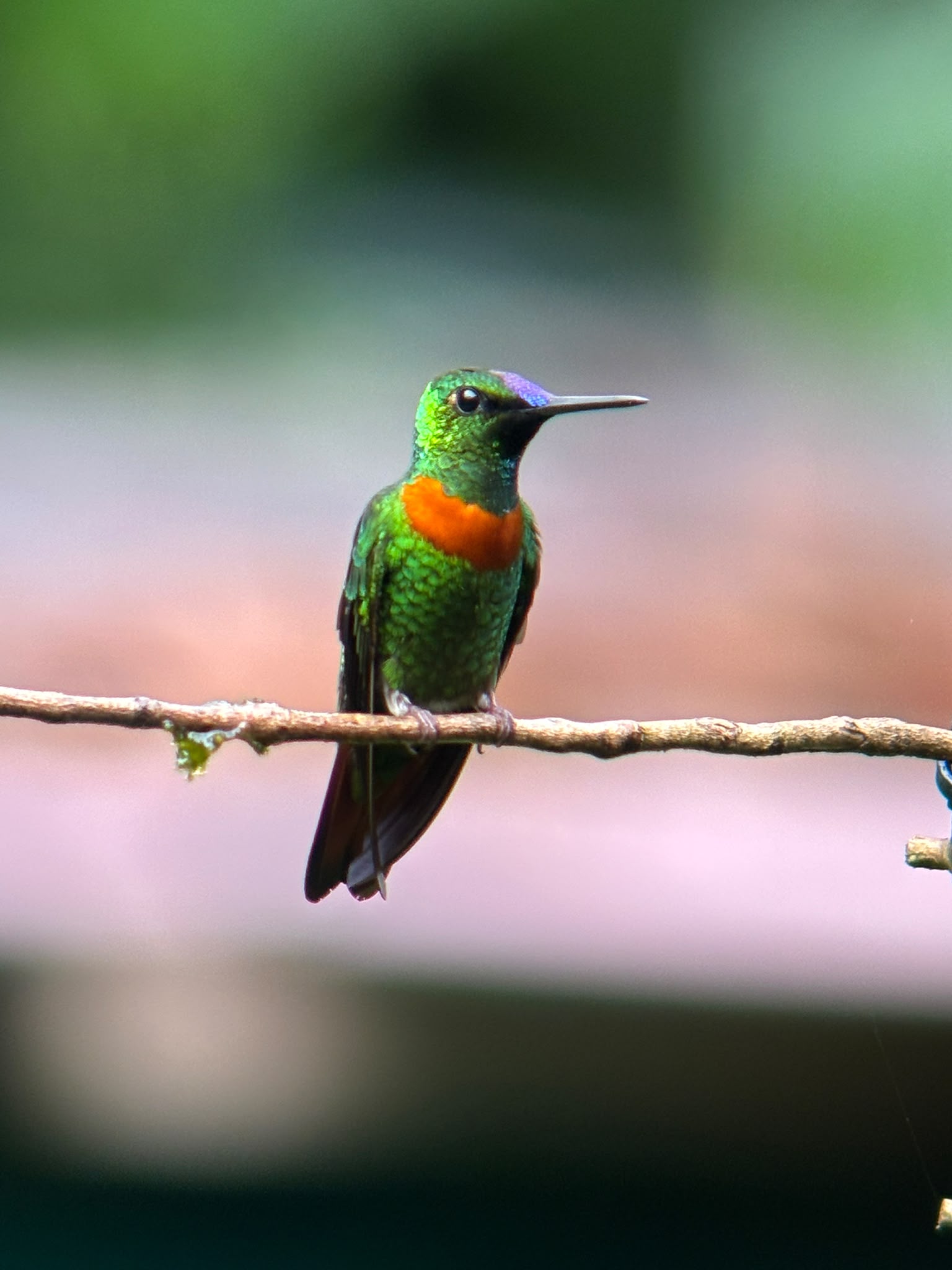 Birding in Manu Road and Andes Foothill 6d/5n β 3 / 3