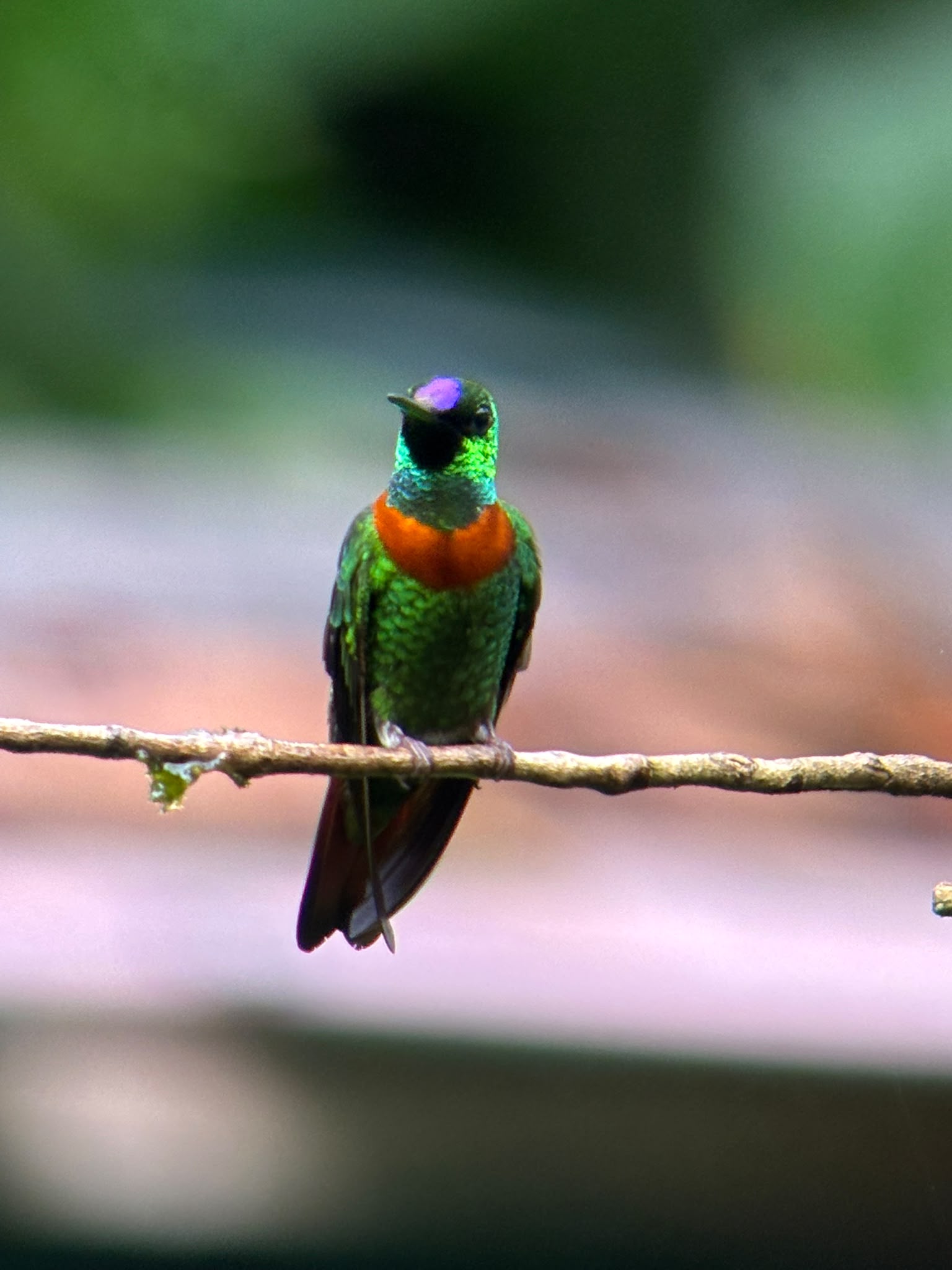 Birding in Manu Road and Andes Foothill 6d/5n β 1 / 3