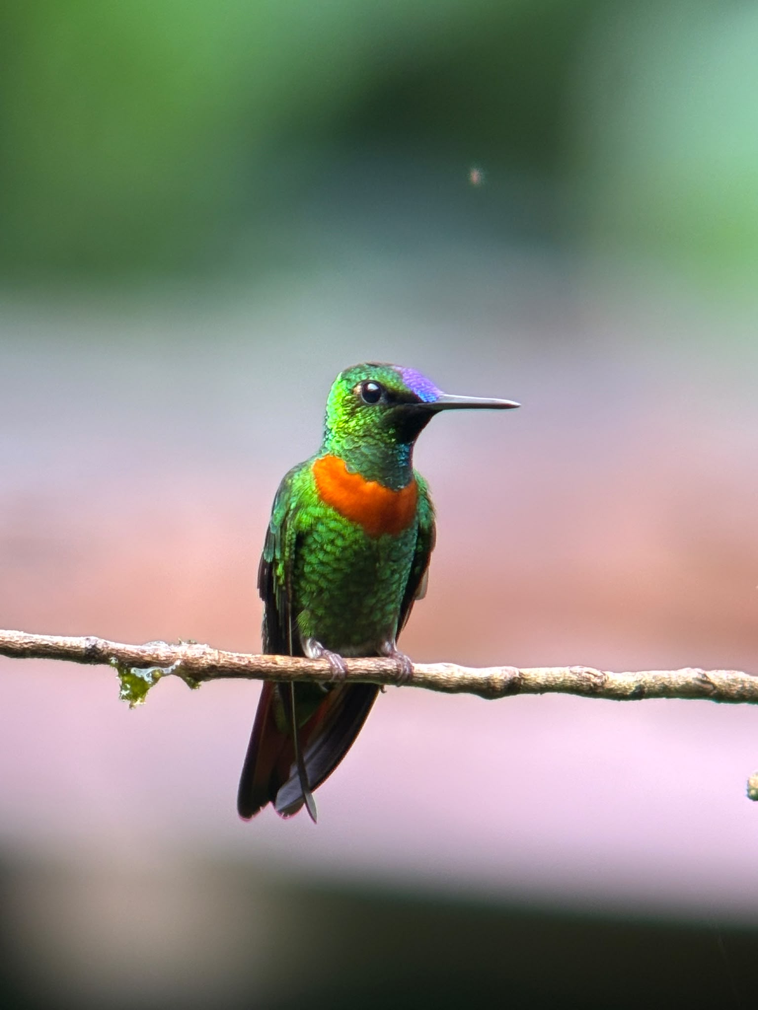 Birding in Manu Road and Andes Foothill 6d/5n β 2 / 3