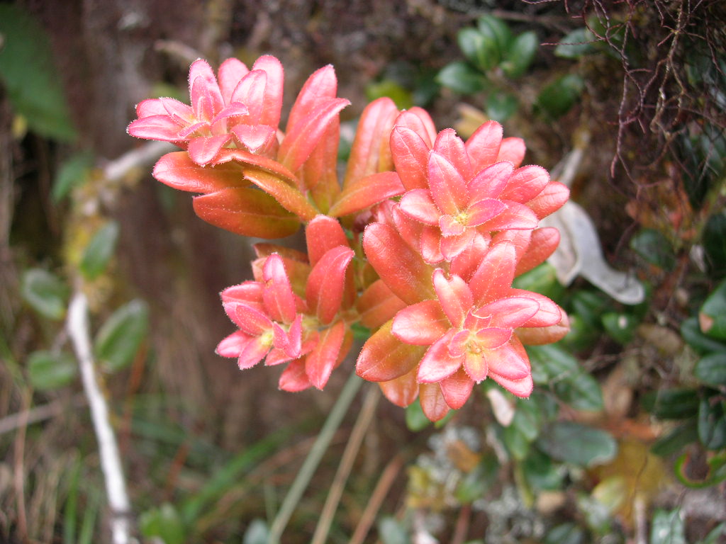 Fauna y flora de Manu