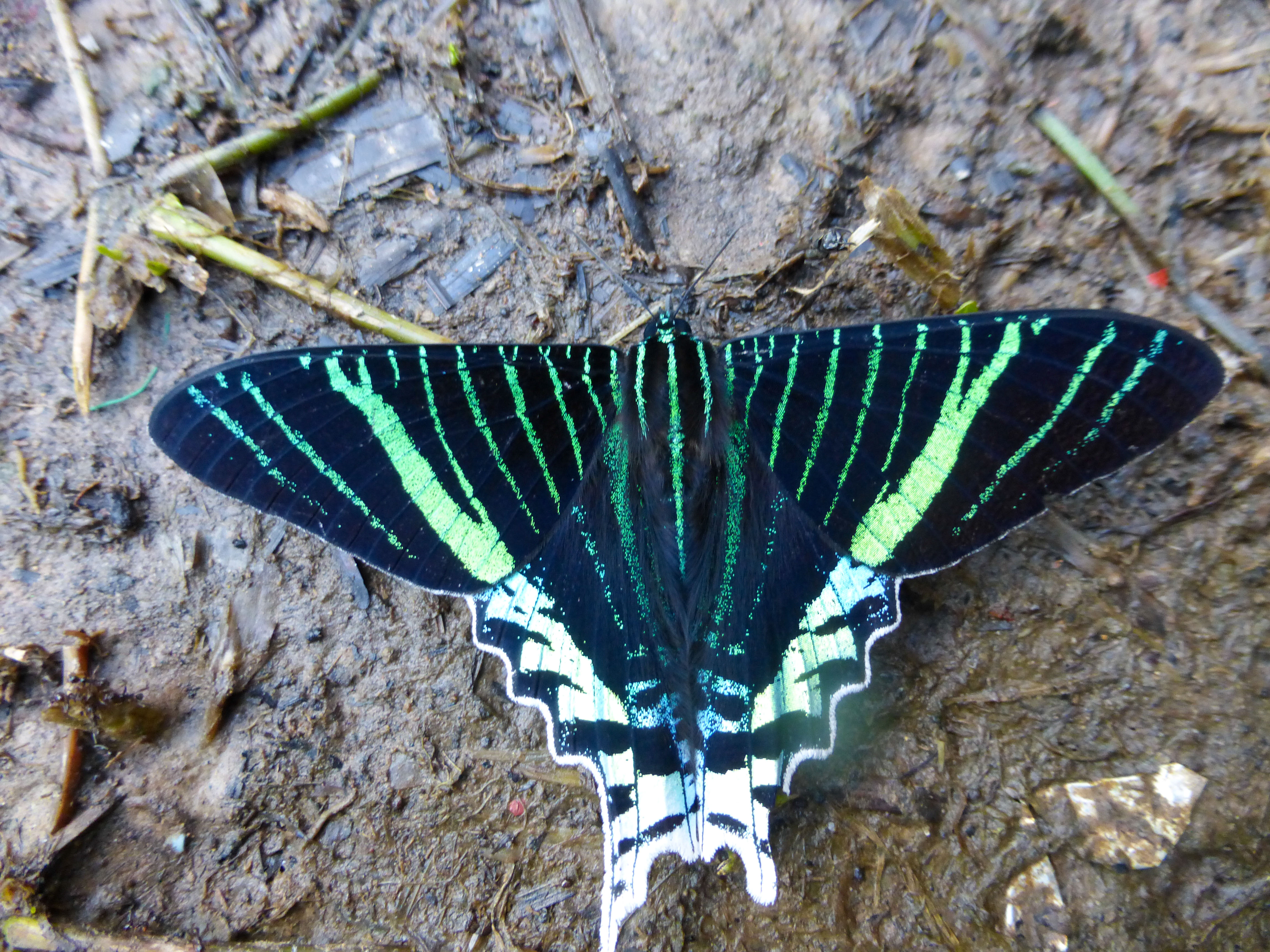 Fauna y flora de Manu