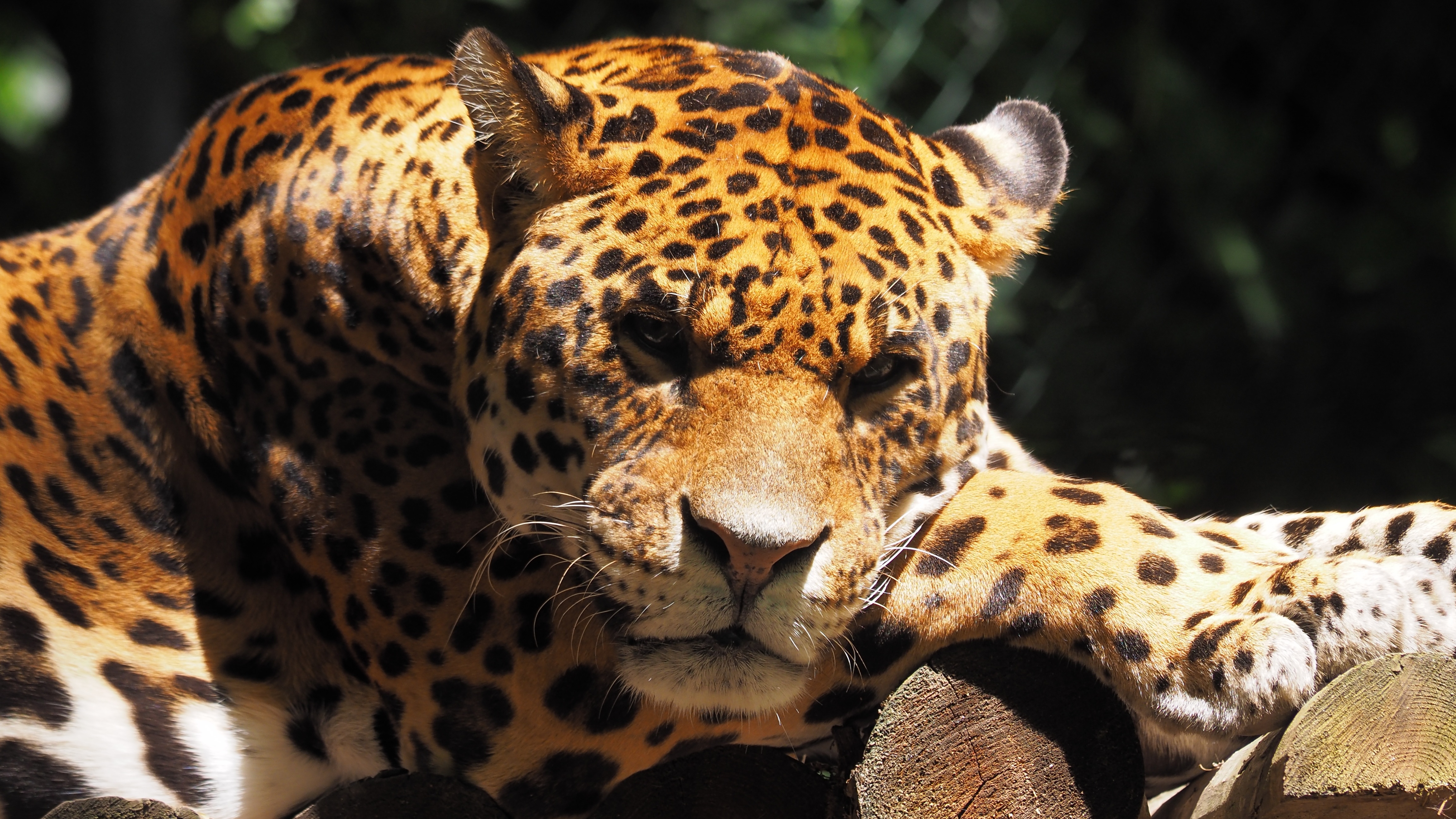 Jaguar resting among the vegetation of Manu National Park in Peru